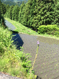 High angle view of flowering plants on land