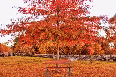 Red maple tree in park during autumn