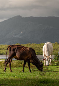 Horses grazing in a field