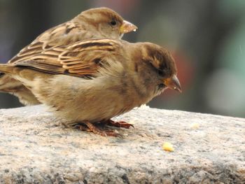 Close-up of a bird perching on rock