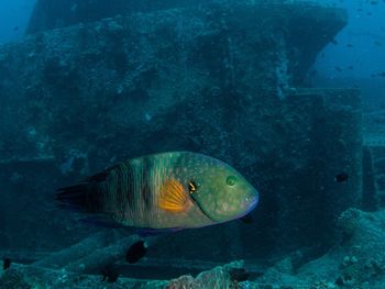 Close-up of fish swimming in sea