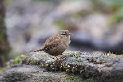 Close-up of bird perching on rock