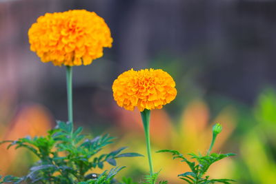 Close-up of yellow flowering plant