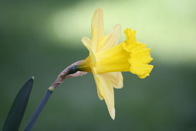 Close-up of yellow flowering plant