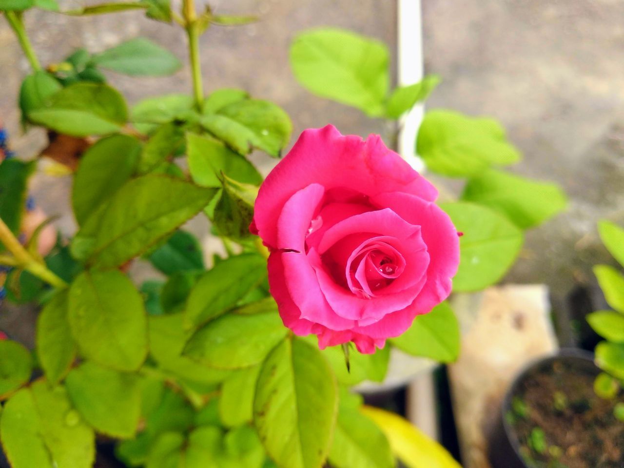 CLOSE-UP OF PINK ROSE IN PLANT