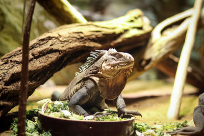 Lesser antillean iguana enjoys a delicious salad. blissful expression on face of west indian iguana