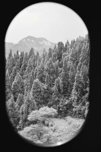 Close-up of trees seen through glass window