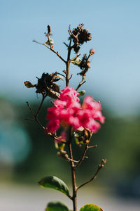 Close-up of insect on pink flower