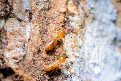 Close-up of insect on rock