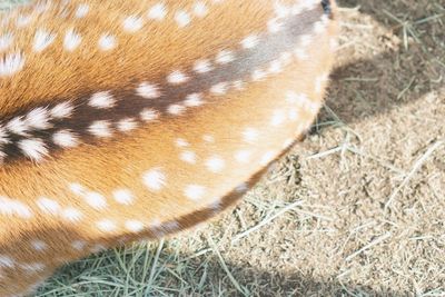 Close-up of lizard on a field