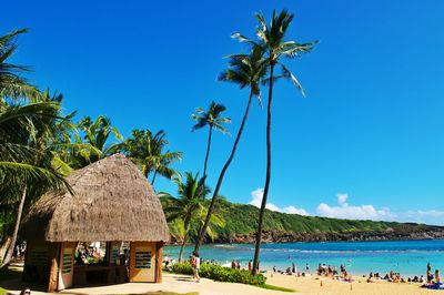 Palm trees on beach against clear blue sky