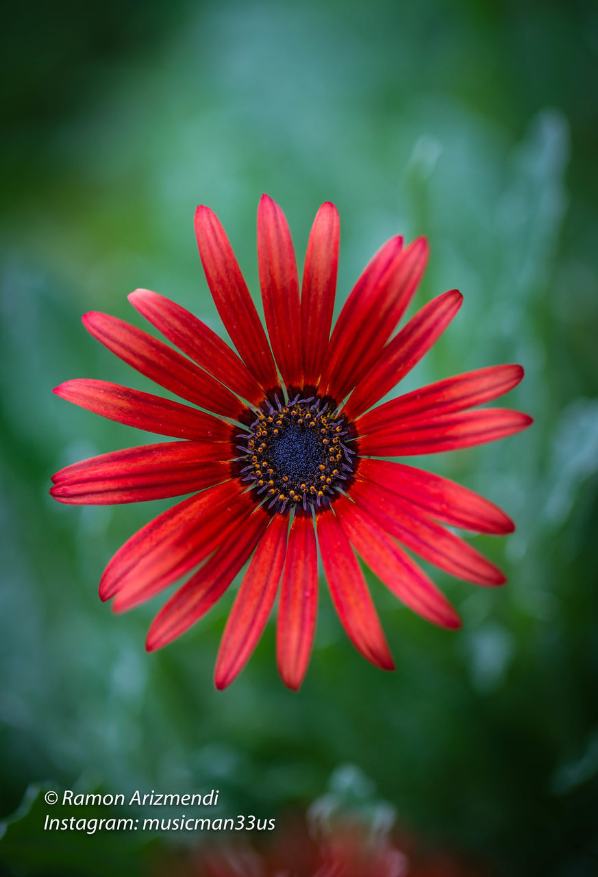 CLOSE-UP OF RED DAHLIA