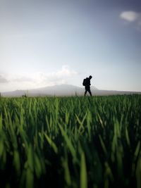 Scenic view of field against sky