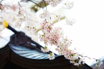 Low angle view of cherry blossoms against sky