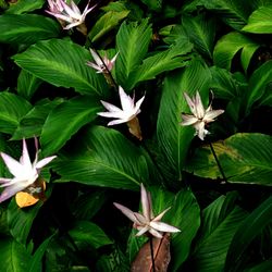 High angle view of white flowering plants