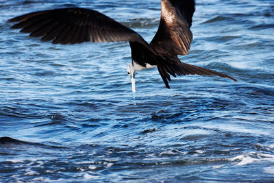 Frigatebird flying in galapagos island