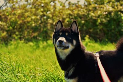 Close-up of dog on grass