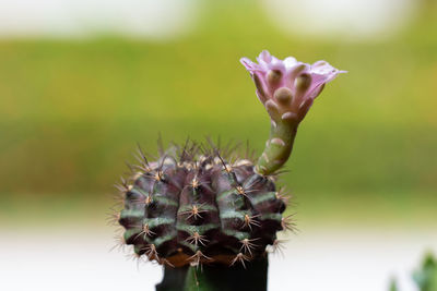 Close-up of succulent plant