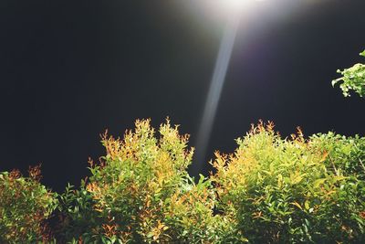 Low angle view of plants against clear sky at night