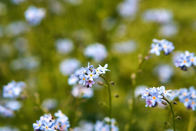 Close-up of purple flowering plant