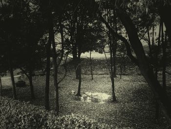 Trees on field in forest