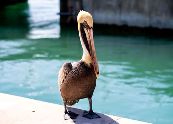 Close-up of pelicans on lake
