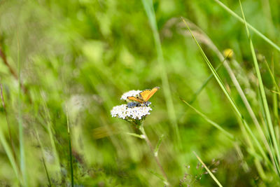 Close-up of butterfly on flower