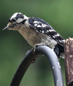 Close-up of bird perching on a plant