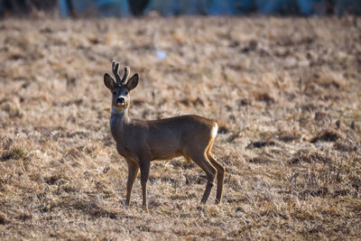 Portrait of deer standing on field