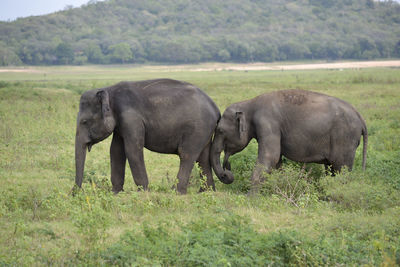 Group elephants in the savannah