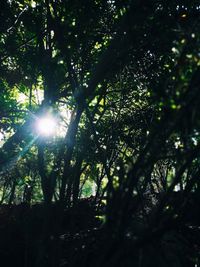 Sunlight streaming through trees in forest