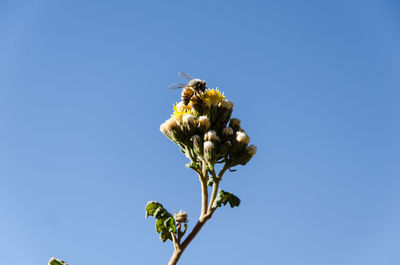 Bee pollinating flower against blue sky
