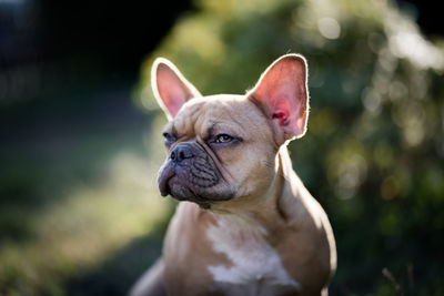 Close-up of a dog looking away