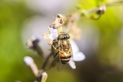 Close-up of bee on flower