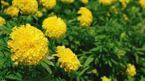 Close-up of yellow marigold blooming outdoors