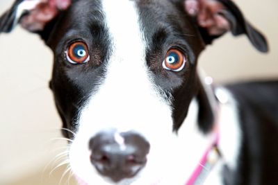 Close-up portrait of dog