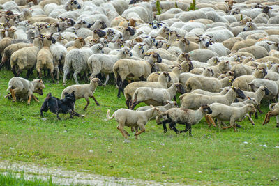 Sheep grazing on field with dog