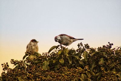 Low angle view of birds perching on tree against sky