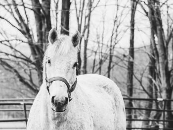 Portrait of a horse