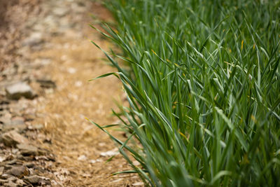 Close-up of wheat growing on field