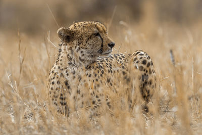 Close-up of a cat on field