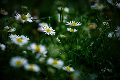 Close-up of flowers blooming outdoors