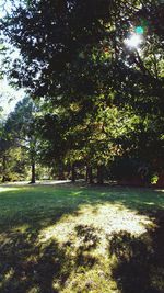 Trees in park