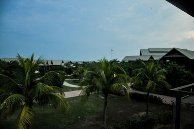 View of palm trees against the sky