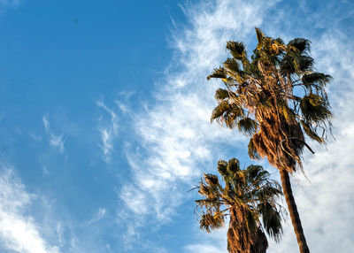 Low angle view of coconut palm trees against sky