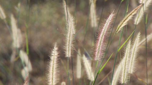 Close-up of reed grass growing in field