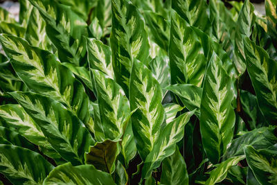 Full frame shot of crops growing on field