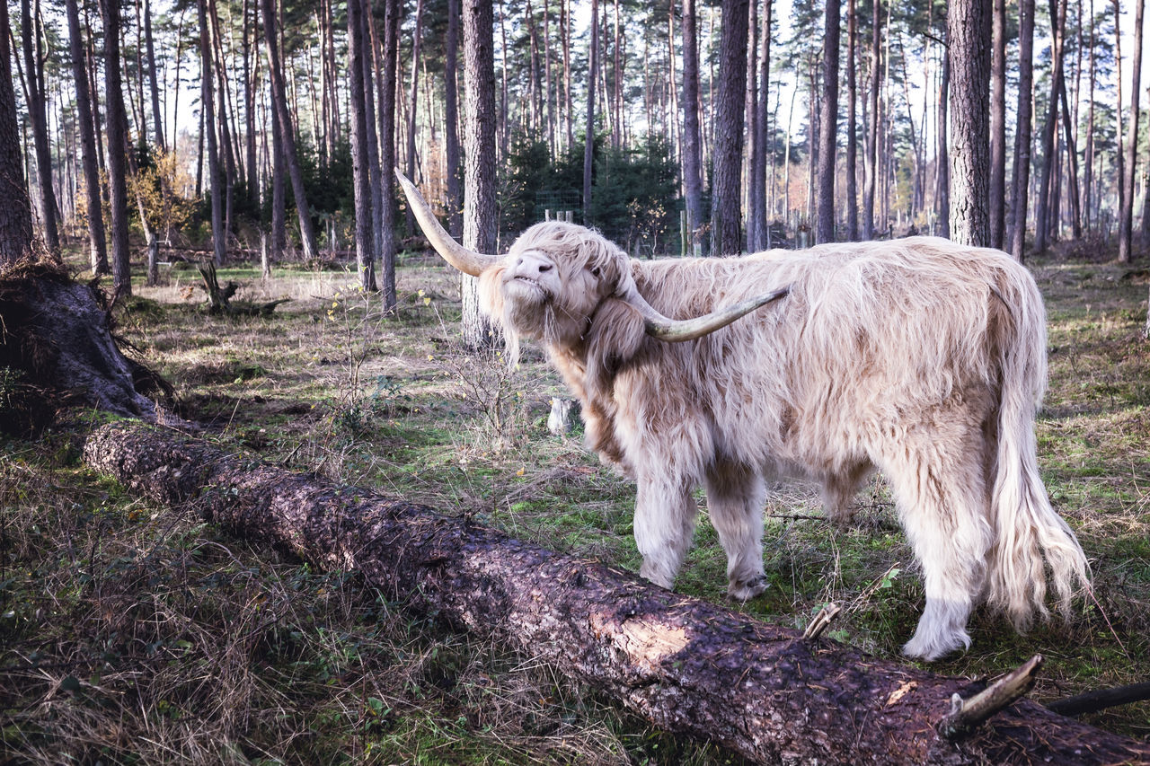 mammal, tree, animal, animal themes, land, plant, domestic animals, forest, vertebrate, pets, domestic, one animal, livestock, horned, tree trunk, field, trunk, nature, day, no people, herbivorous, woodland, outdoors, bark