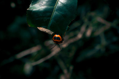 Close-up of ladybug on plant