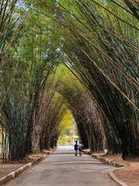 Rear view of people walking on road